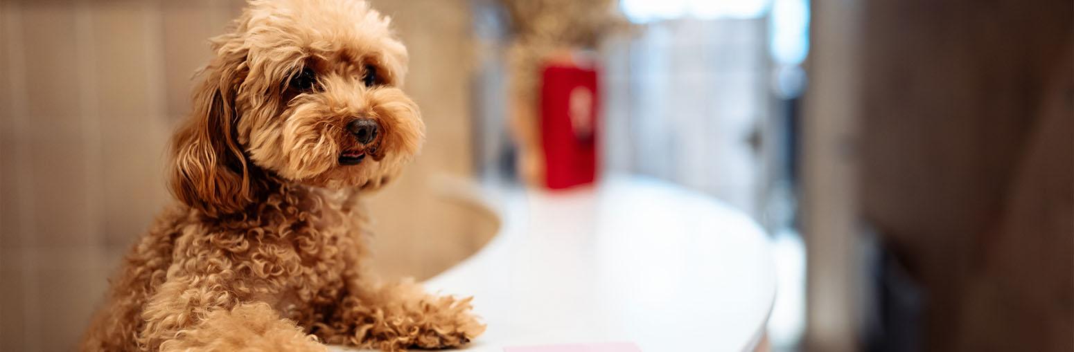 Hundefreundliches Hotel Berlin im Zentrum von Leipzig